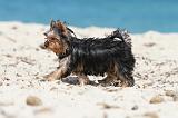 YORKSHIRE TERRIER 118